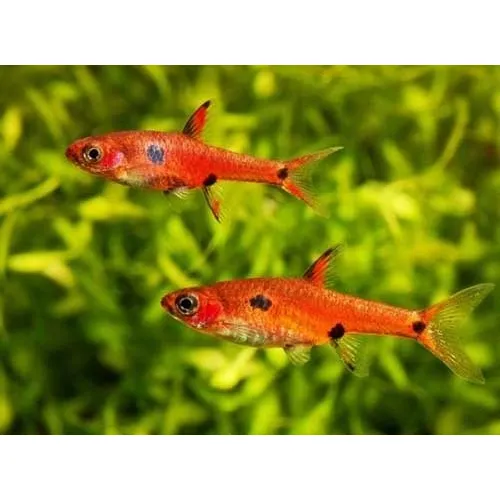 Peixe Rasbora Mosquito Maculata 1 Cm