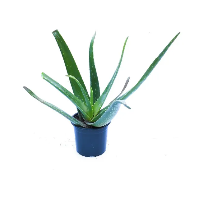 Sabila Planta Maceta Áloe Vera