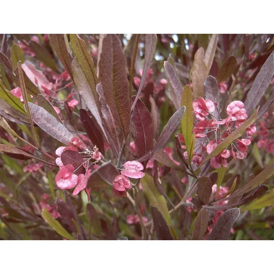 Dodonea Purpura Para Cerco E. 04 Lts - Vivero Kirken