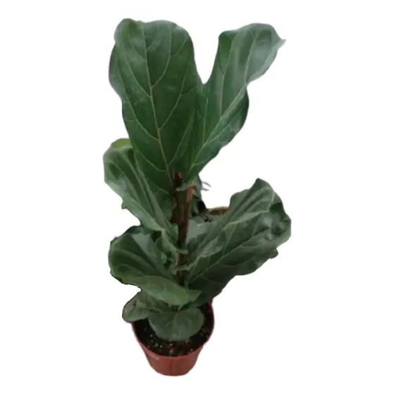 Planta Pandurata Lyrata - Plantas De Interior