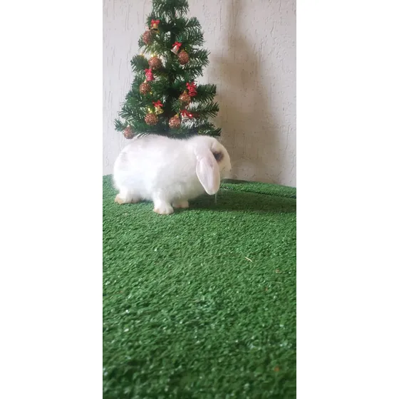 Mini Coelho Mini Lop Super Docil Ótimo Para Pet E Crianças