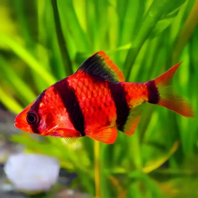 Pez Barbo Tigre Rojo  (2  Unidades)