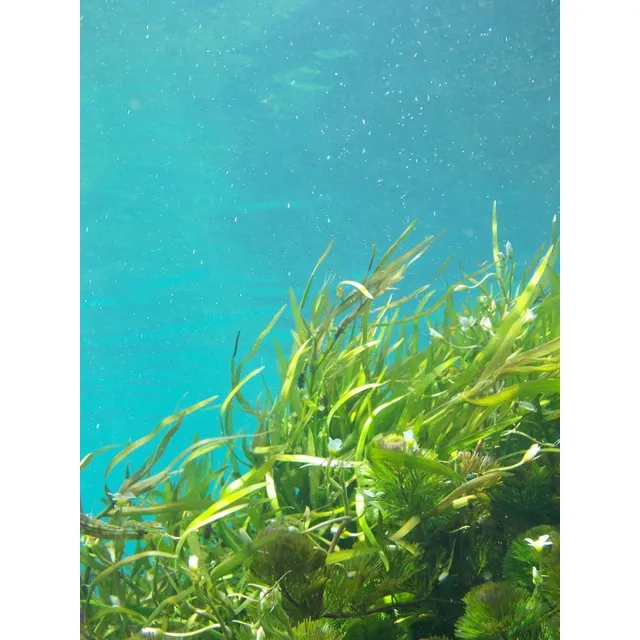 Extracto De  Algas Marinas Usó Coméstico 