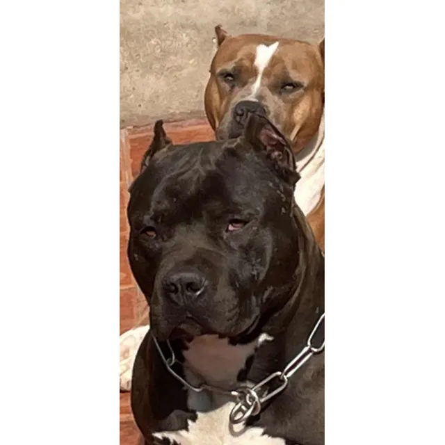 American Bully 2025