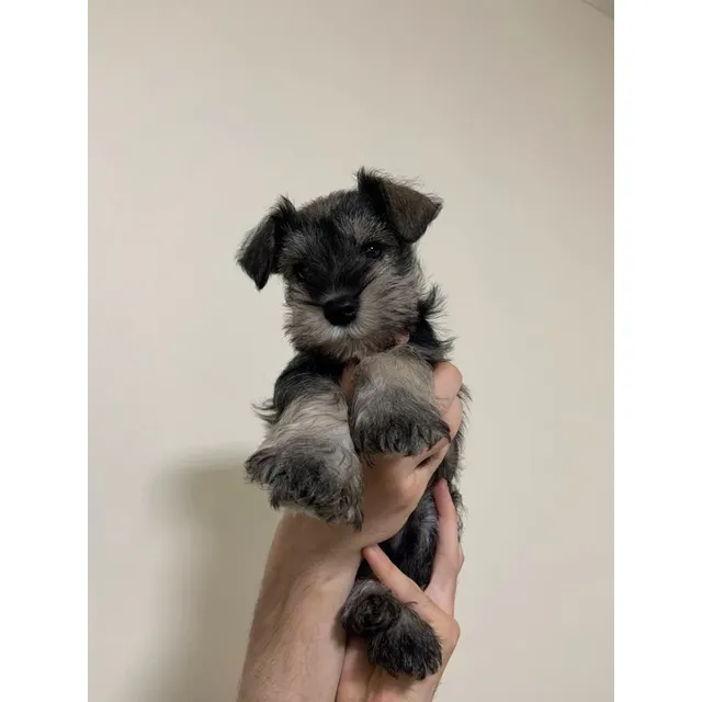 Cachorros Schnauzer Puros