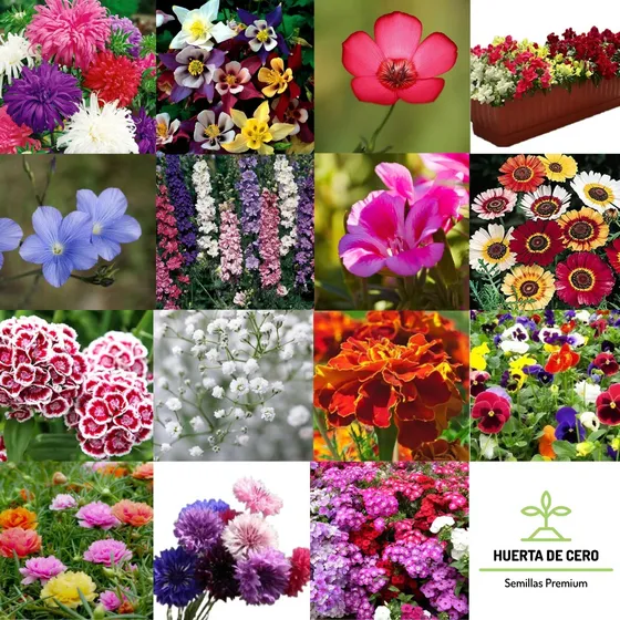 Combo Semillas De Flores Otoño / Invierno  - 300 Semillas