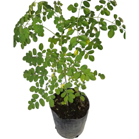 Moringa Oleifera El Árbol De La Vida 0.80 De Altura 7 Litros