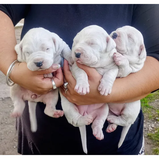 Dogo Argentino Últimas Hembras