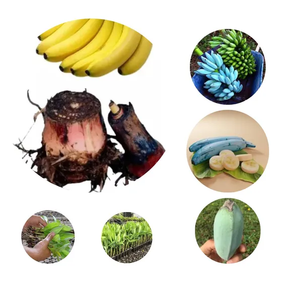 Oferta  10 Mudas Banana Azul Blue Java  Fortes