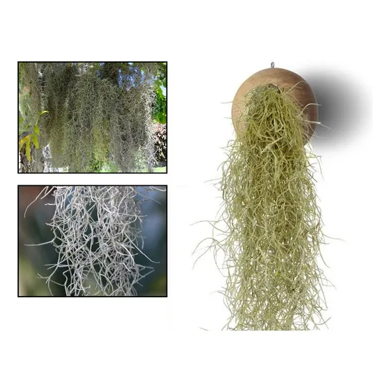 2 Unid. Musgo Espanhol Tillandsia Usneoides Barba De Velho