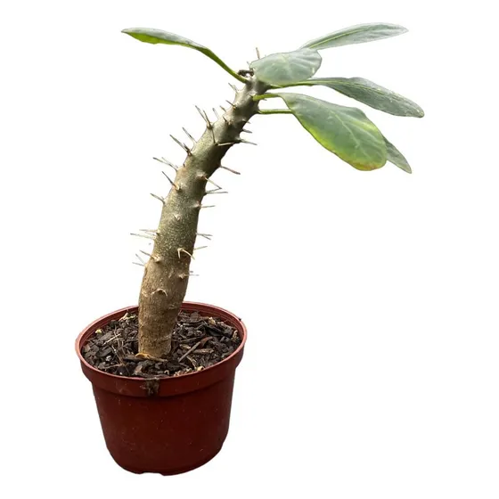 Rosa Do Deserto Espinho Pachypodium Saundersi Planta Rara