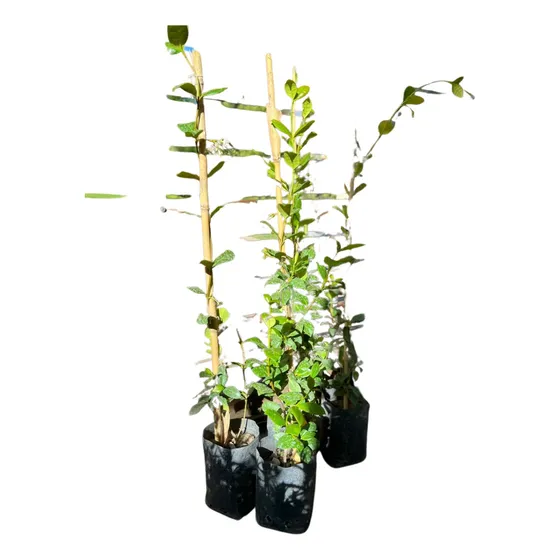 Plantas Naturales Combo X3 Un Jazmin De Leche 3l Trepador