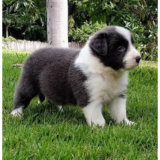 Border Collie Filhotes - Procurar Por Grazi Havila Filhotes