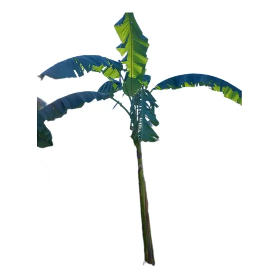 Bananero, Musa × Paradisiaca L. Platanera  50lts