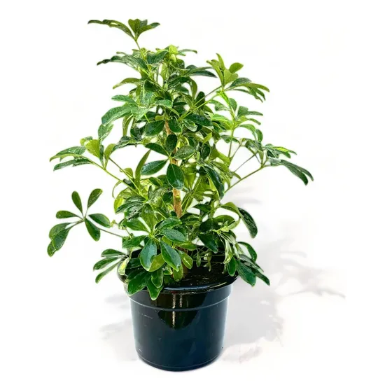 Cheflera /schefflera Verde