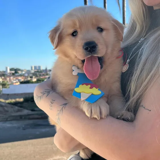 Macho Filhote Golden Retriever