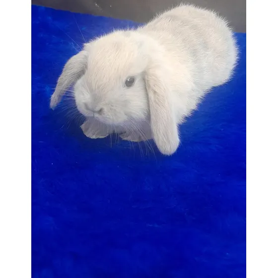 Coelho Mini Lop