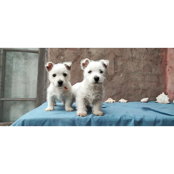 Cachorra Hembra Westie West Highland Pedigree Fca 2025