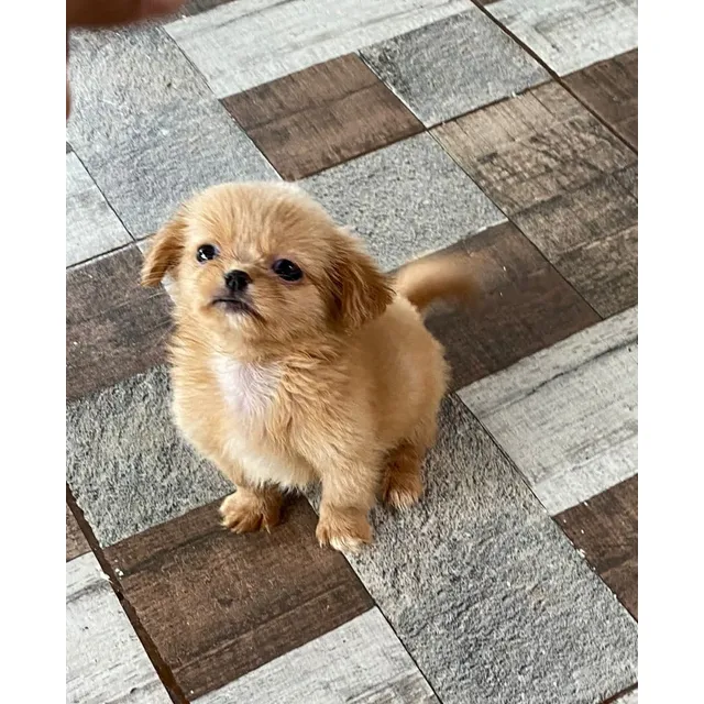 Cachorro Pekines Bogotá Animal Pets Colombia 