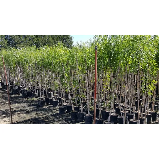 Aguaribay Pimientero Schinus Molle - Vivero Kirken