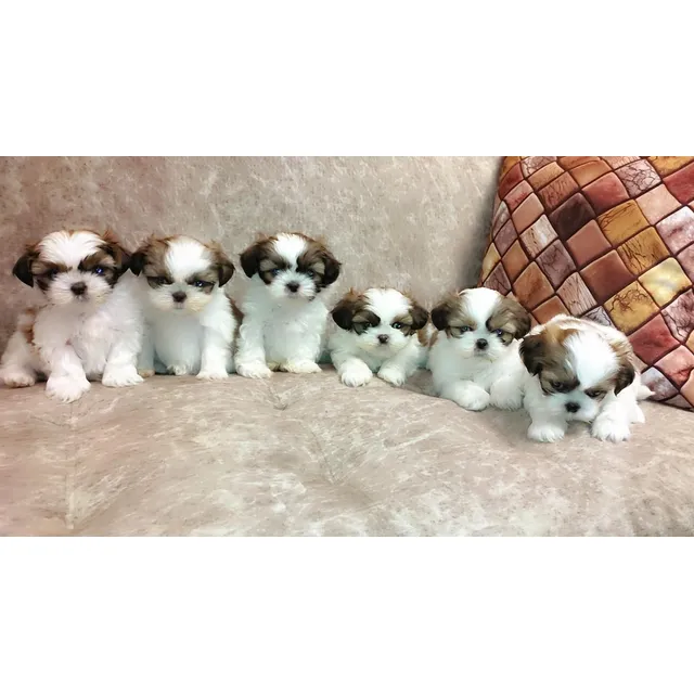 Shihtzu Perritos Mini Toy Shitzu Bellos Shih Tzu Cachorros