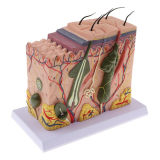 Modelo De Anatomía De Textura De Piel Humana De Simulación Modelo De Anatomía De Textura De Piel Humana De Simulación