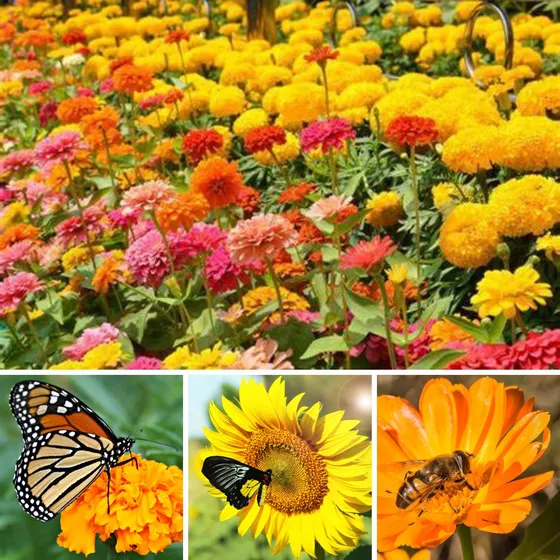Mix Semillas Flores Atraen Polinizadores Y Mariposas Huerta