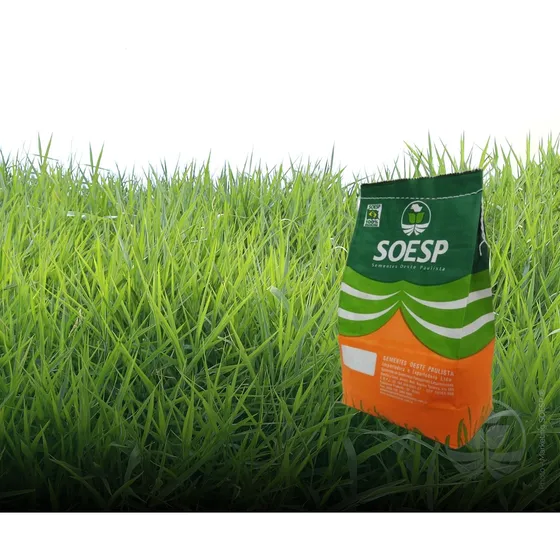 Semilla De Pasto Brachiara Decumbens Cv Basilisk 2 Kg