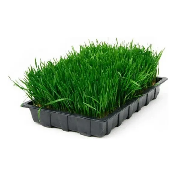 Bandeja Forraje Verde Hidroponico Doble Pack