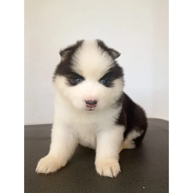 Perros Pomsky Lobo Miniatura Cachorros Pereira Popayán Cali