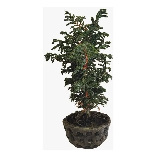 Bonsai Pino Azul Con Maceta Concreto ( Bogotá Y Alrededores)