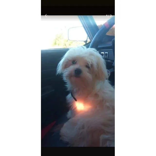 Maltes Miini Puros Bichon Maltes Americanos