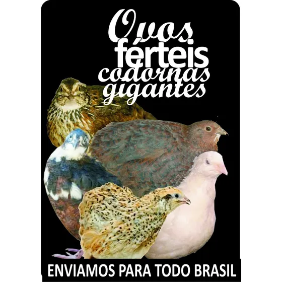 60 Ovos Férteis/galados De Codornas Gigantes