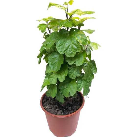 Planta Millonaria - Planta Follaje Interior