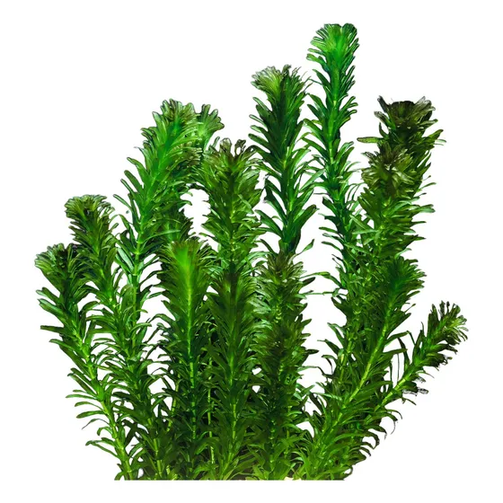 Plantas Acuáticas Elodea Peceras  X Paquete De 5 Tallos!!!!