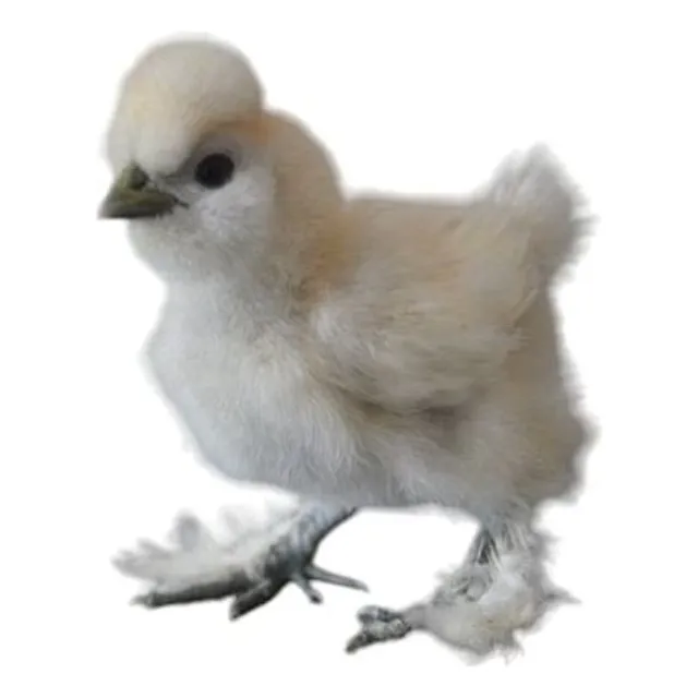 Pios Silkie Bebe