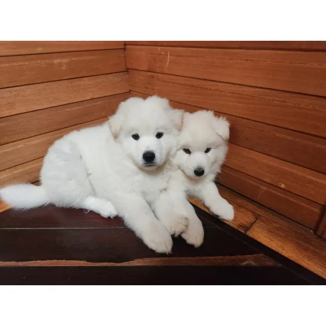 Cachorros Samoyedos Hembras Y Machos 