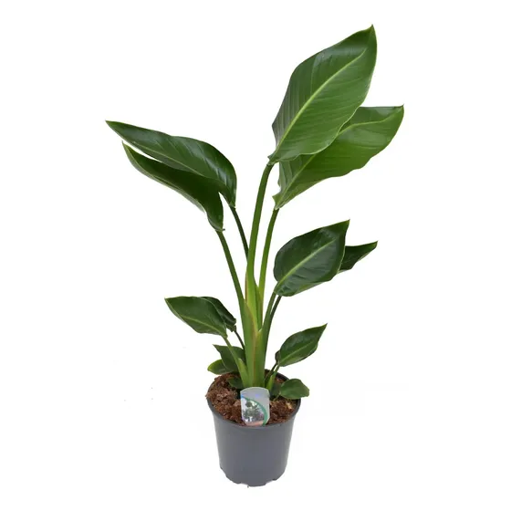 Strelitzia Nicolai ( Augusta) Flor Blanca