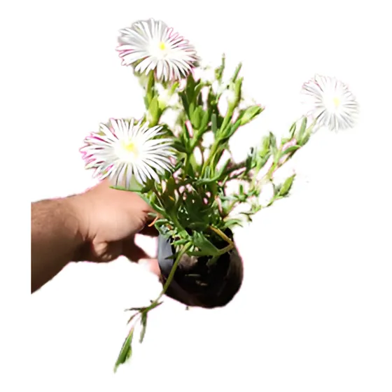 Rayito De Sol Blanco Planta Suculenta Ornamental Flor