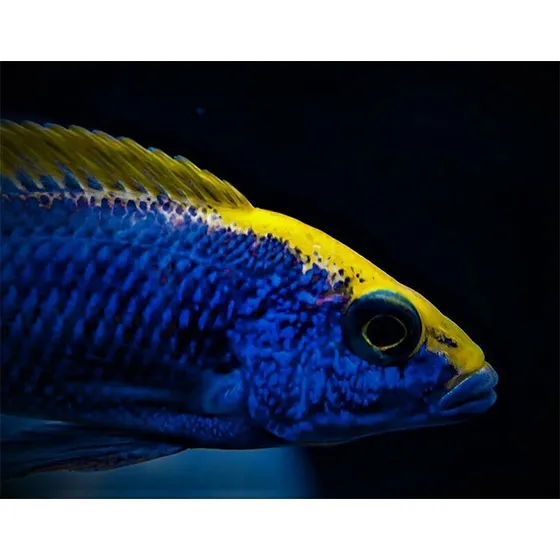 Peixe Ciclideo Africano Otopharynx Lithobates Zimbabwe Macho