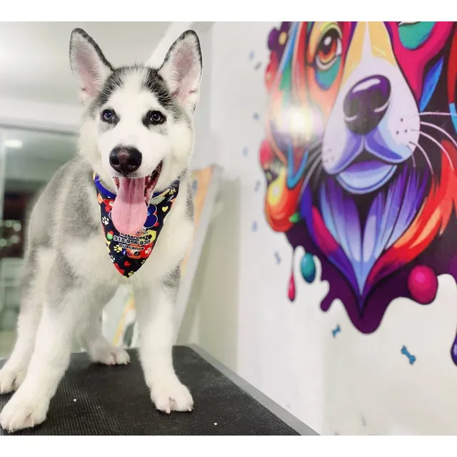 Husky Siberiano Cachorros Hermosos Hembra Machos 3 Meses