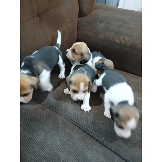 Lindos Filhotes De Beagles