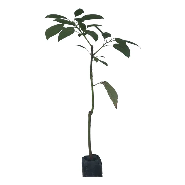 Plantas De Aguacate Injertado Al Por Mayor Y Menor