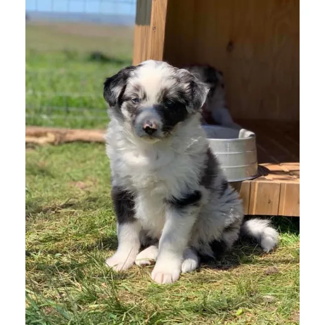Cachorros Border Hembra Consulte Disponible  Antes De Compra