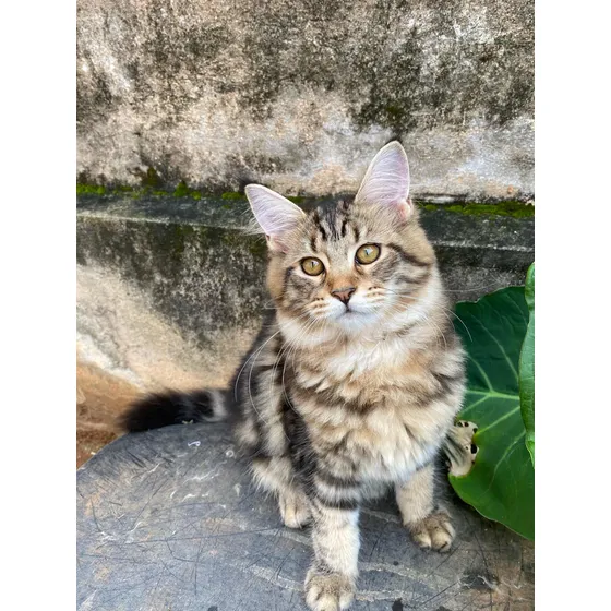 Gato Maine Coon Macho