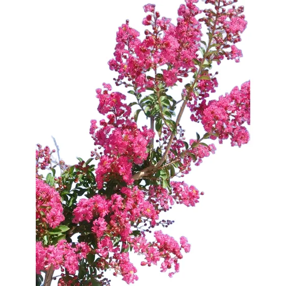 Planta Árbol Floral Espumilla