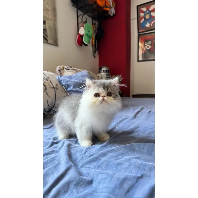 Gato Persa Macho De Pelaje Lindo Y Suave