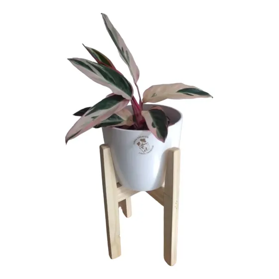 Stromanthe Calathea Triostar + Maceta + Pie 