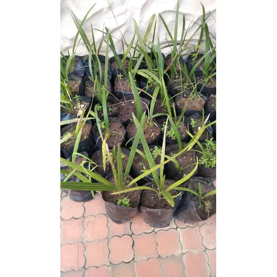 Dátiles Jardines Árboles Plantas Hato Fincas Casas 