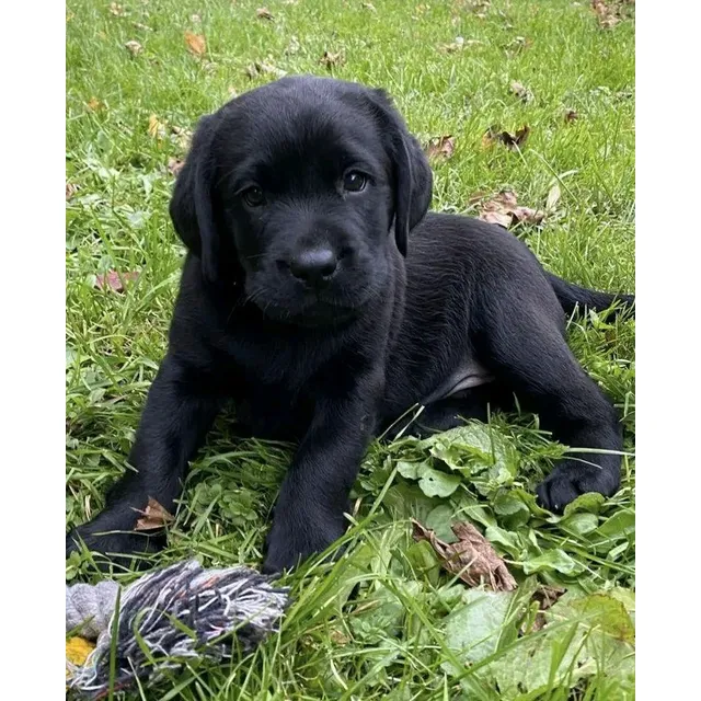 Cachorro Labrador Hembra Y Macho